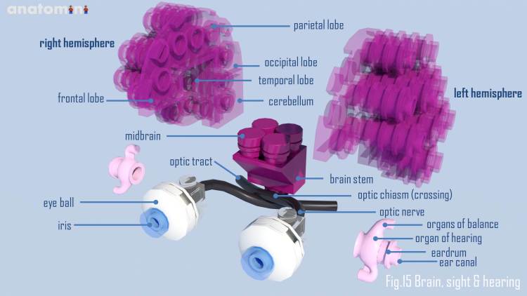 Anatomin by Stephan Niks