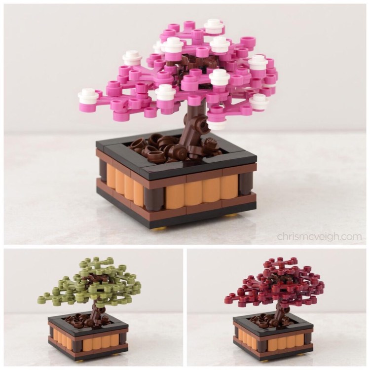 Image of Chris McVeigh Bonsai Cherry Blossom Tree